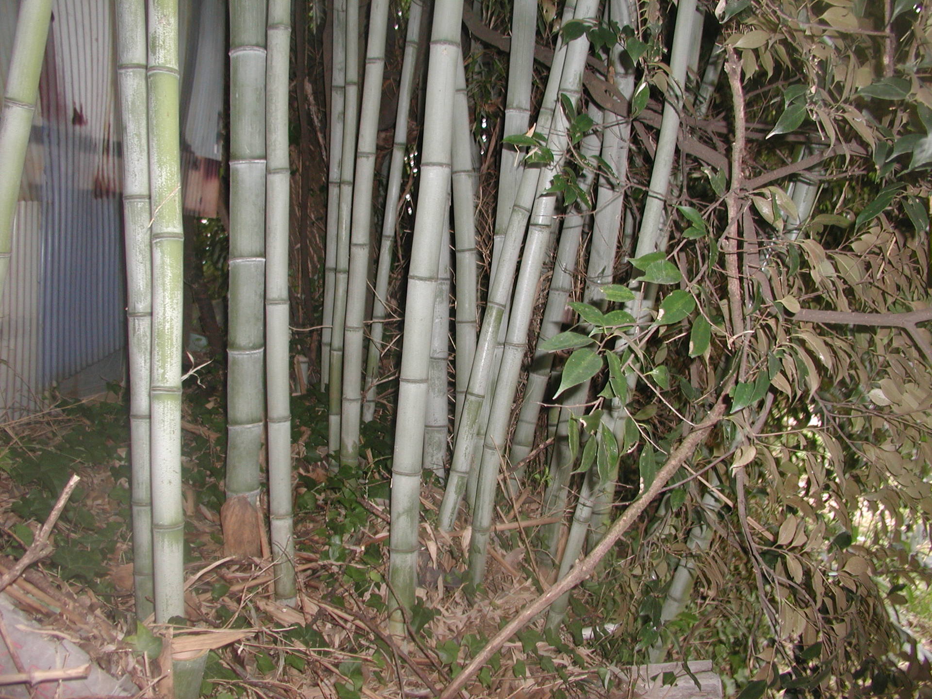 竹で小屋を作る しょぼすぎる作業日誌 目線を下げろ